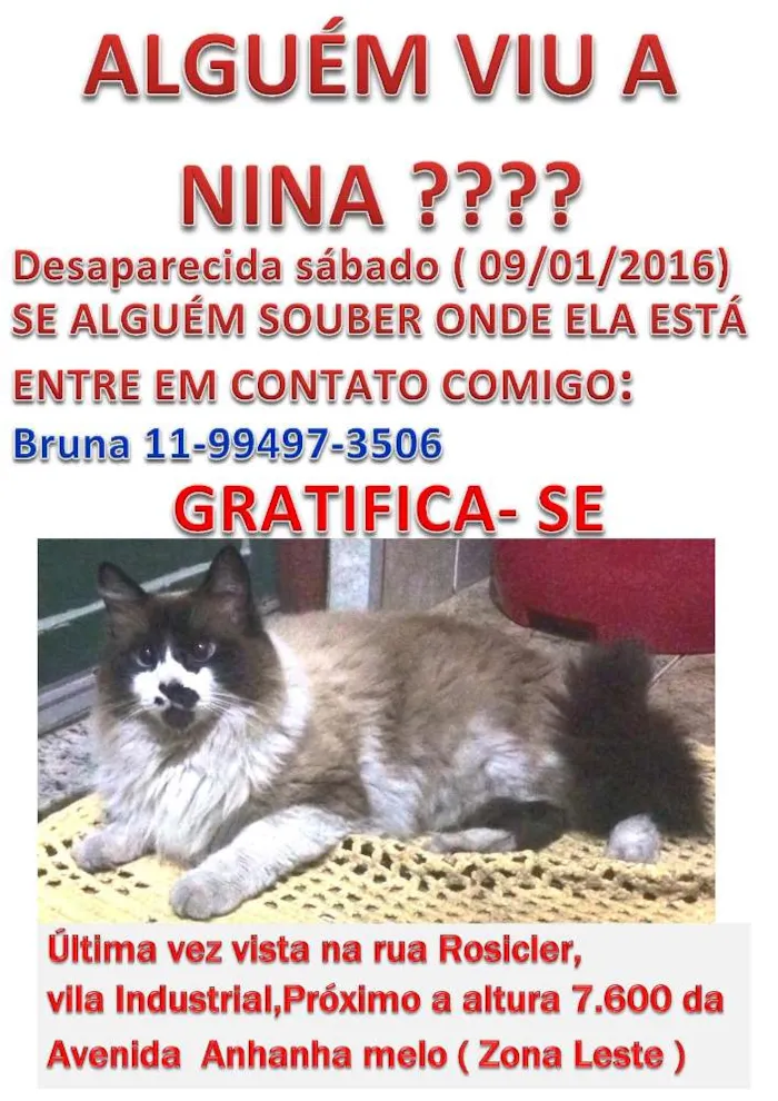 Gato ra a SRD idade 5 anos nome Nina - RECOMPENSA