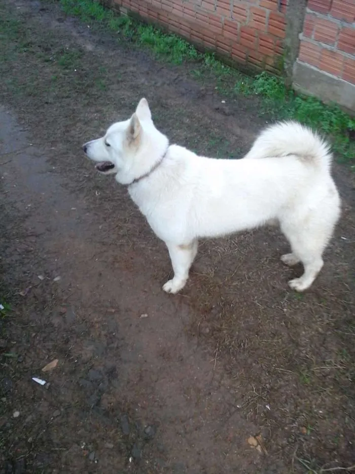 Cachorro ra a Akita idade 6 ou mais anos nome Haruko