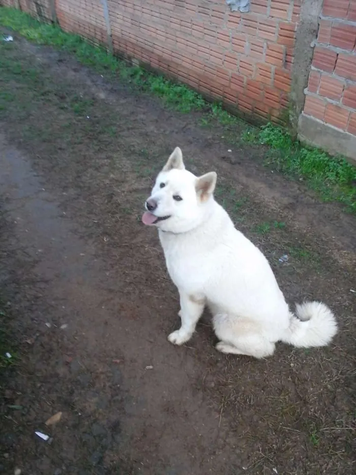 Cachorro ra a Akita idade 6 ou mais anos nome Haruko