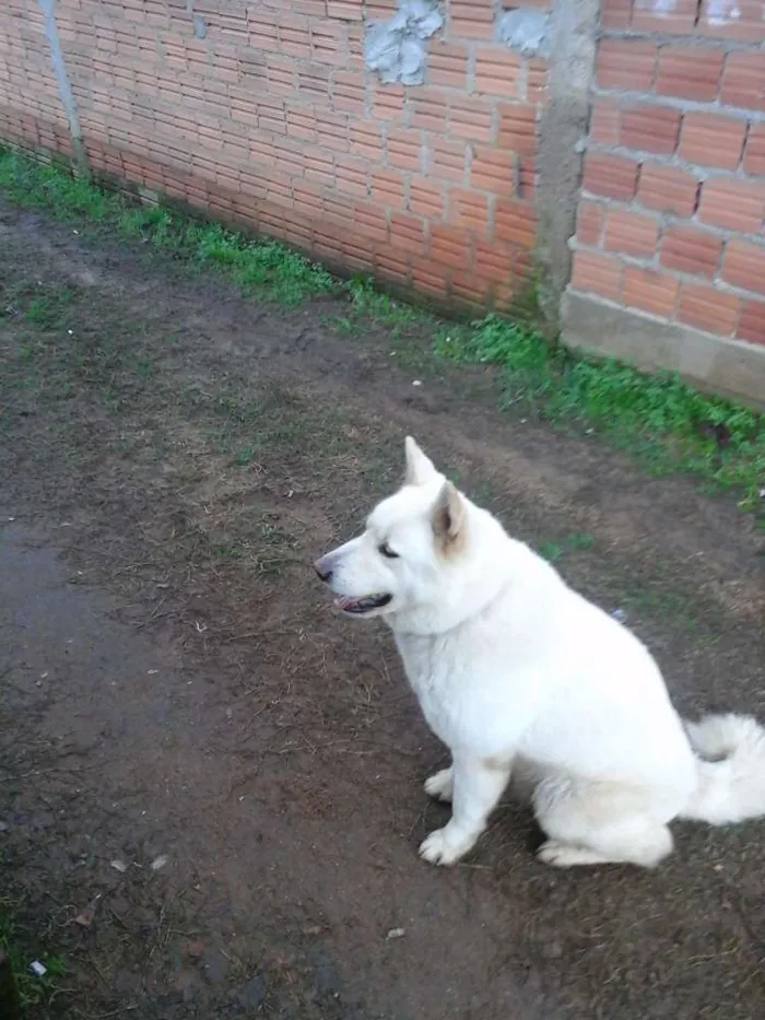 Cachorro ra a Akita idade 6 ou mais anos nome Haruko