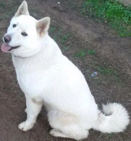 Cachorro ra a Akita idade 6 ou mais anos nome Haruko
