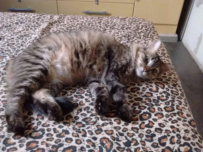 Gato ra a srd idade 2 anos nome Lita