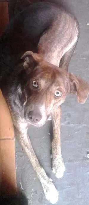 Cachorro raça Labrador com vira lata idade 7 a 11 meses nome mel