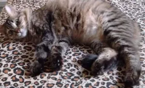 Gato raça srd idade 2 anos nome Lita