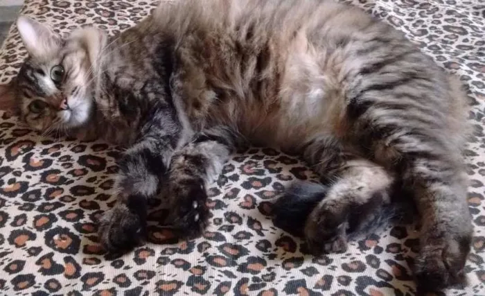 Gato ra a srd idade 2 anos nome Lita