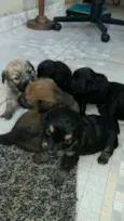 filhotinhos