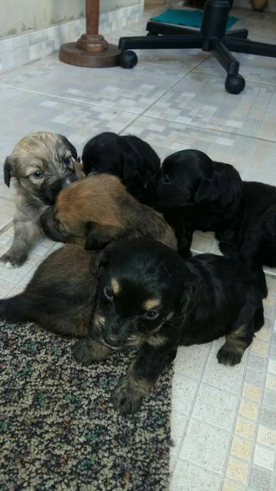 Cachorro ra a vira-lata idade  nome filhotinhos