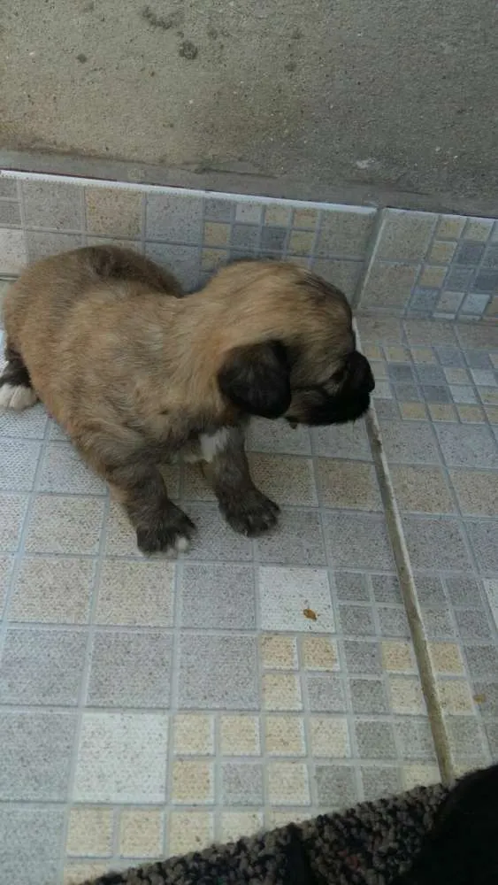 Cachorro ra a vira-lata idade  nome filhotinhos