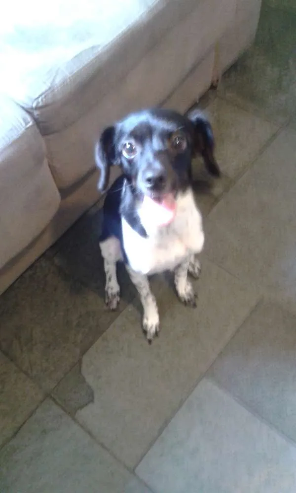 Cachorro ra a Maltês idade 1 ano nome Kiara