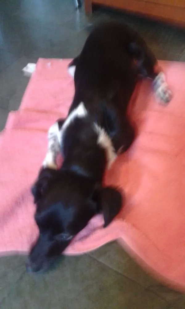 Cachorro ra a Maltês idade 1 ano nome Kiara