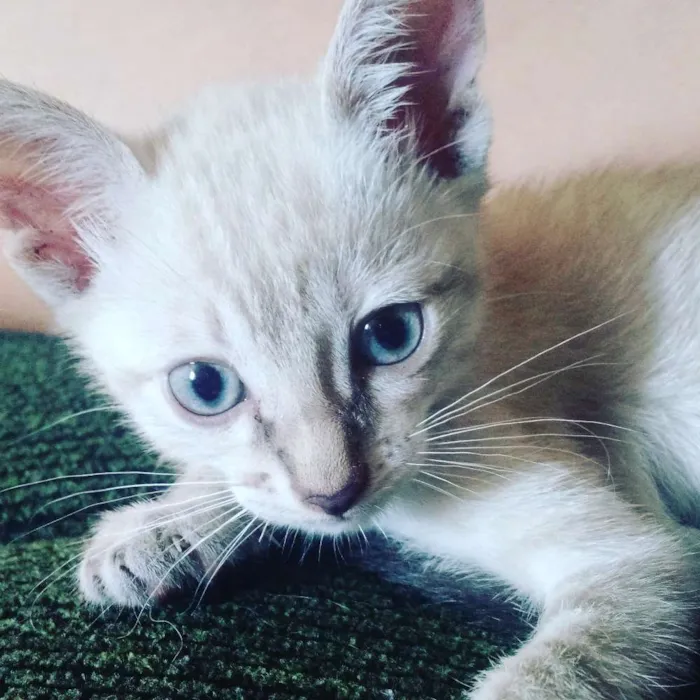 Gato ra a SRD idade 2 a 6 meses nome Linda