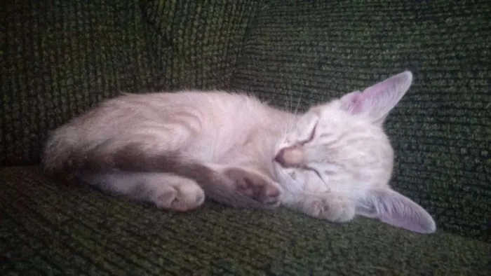 Gato ra a SRD idade 2 a 6 meses nome Linda