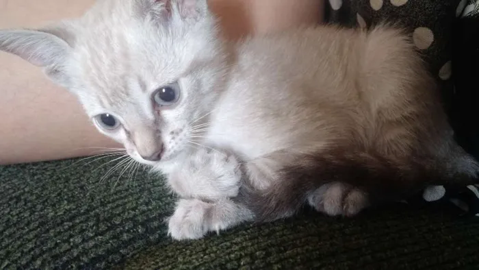 Gato ra a SRD idade 2 a 6 meses nome Linda