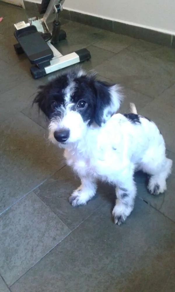 Cachorro ra a Maltês idade 1 ano nome Kiara