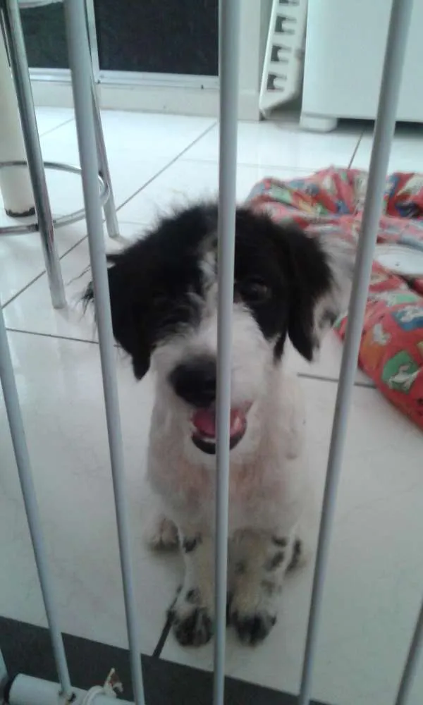 Cachorro ra a Maltês idade 1 ano nome Kiara