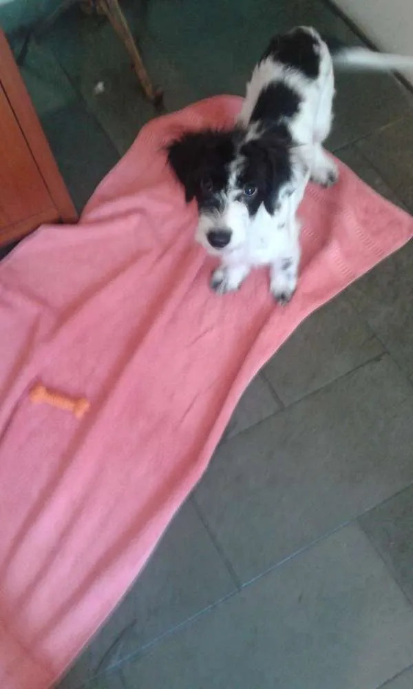 Cachorro ra a Maltês idade 1 ano nome Kiara
