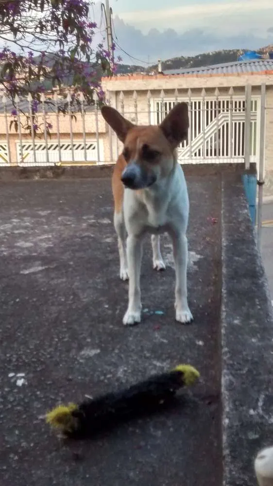 Gato ra a Vira lata idade 1 ano nome Lily