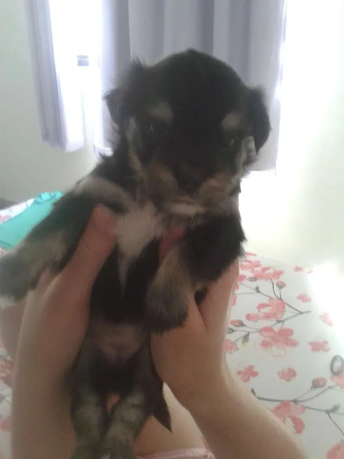 Cachorro ra a vira lata idade Abaixo de 2 meses nome Bina e filhotes