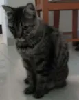megae e max