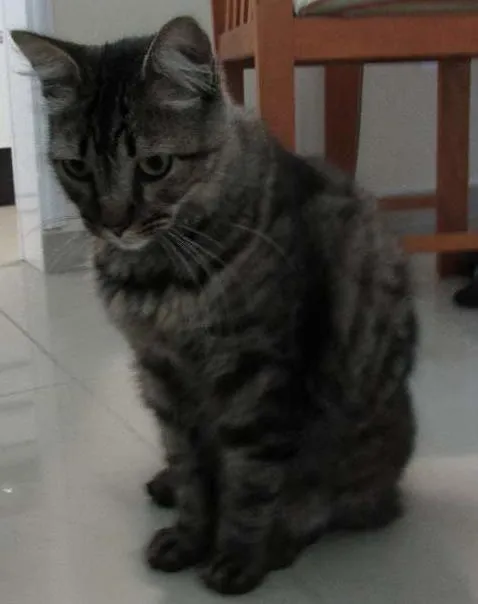 Gato ra a SRD idade 3 anos nome megae e max