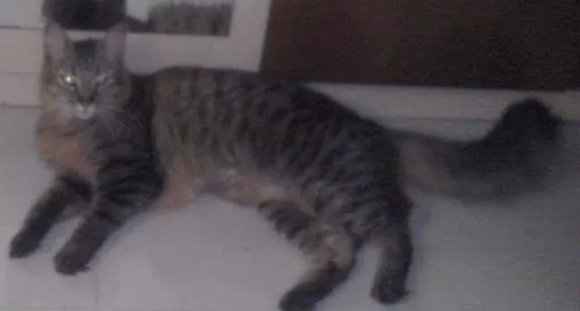 Gato ra a SRD idade 3 anos nome megae e max