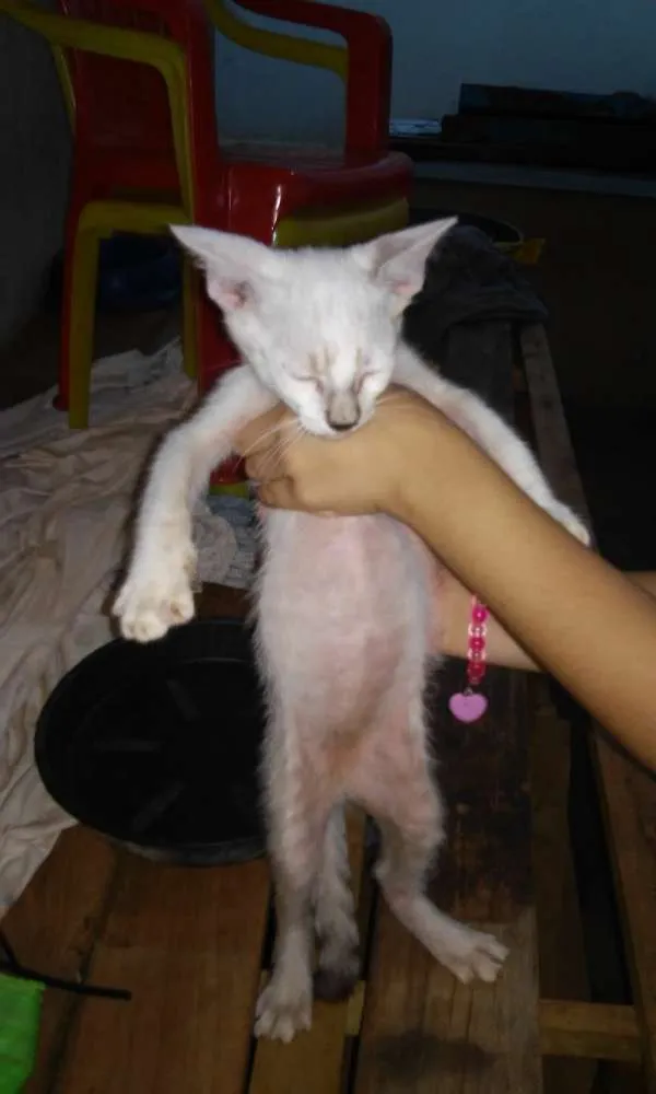 Gato ra a  idade  nome vários 