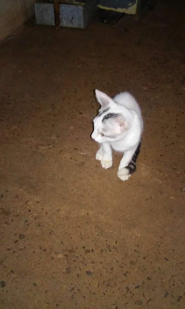 Gato ra a  idade  nome vários 