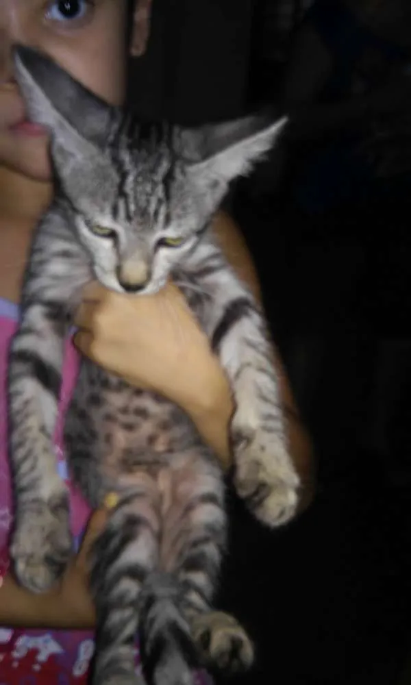 Gato ra a  idade  nome vários 
