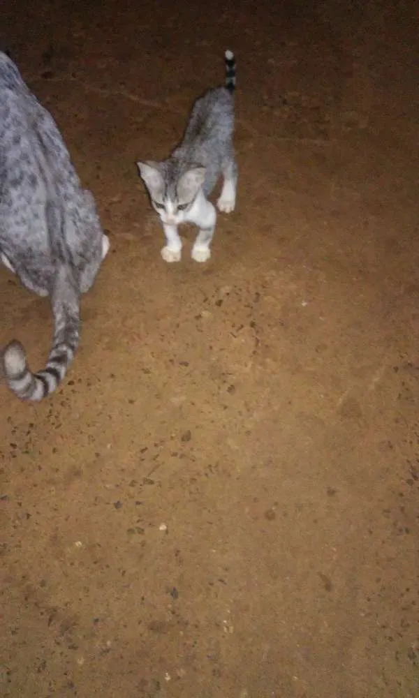 Gato ra a  idade  nome vários 