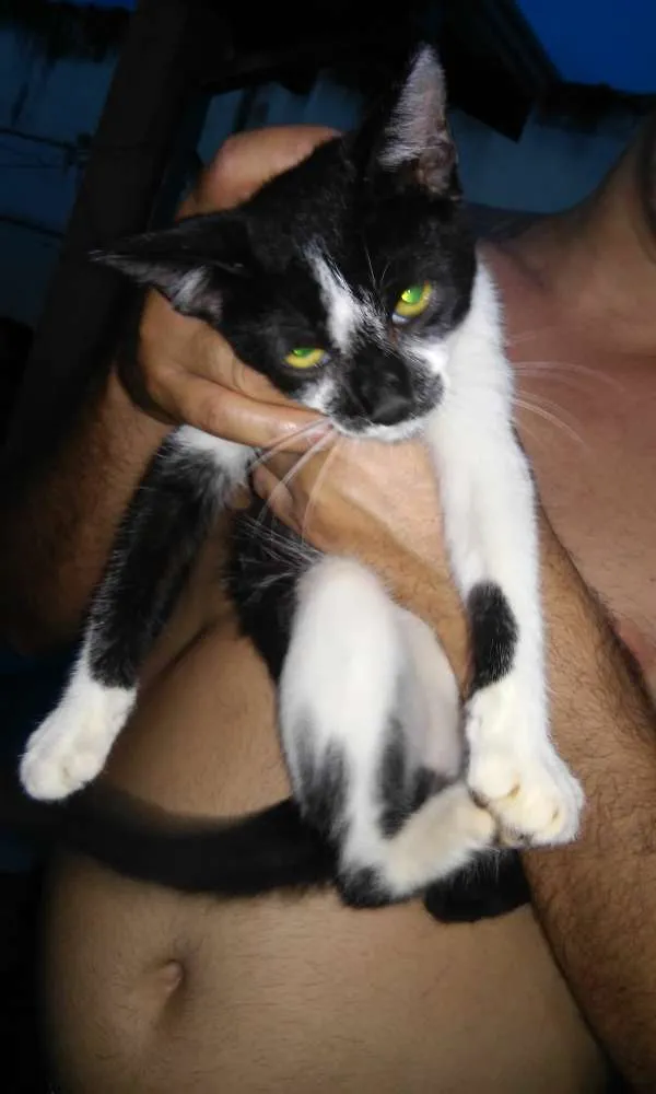Gato ra a  idade  nome vários 