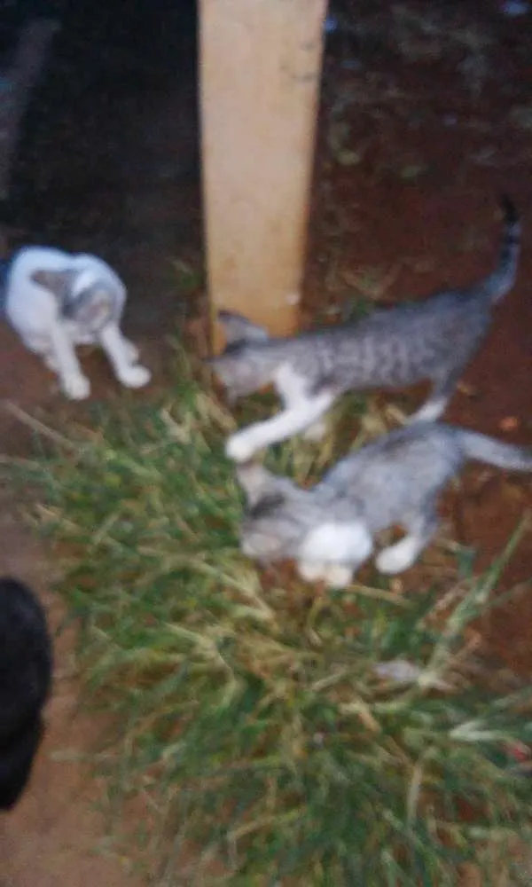 Gato ra a  idade  nome vários 