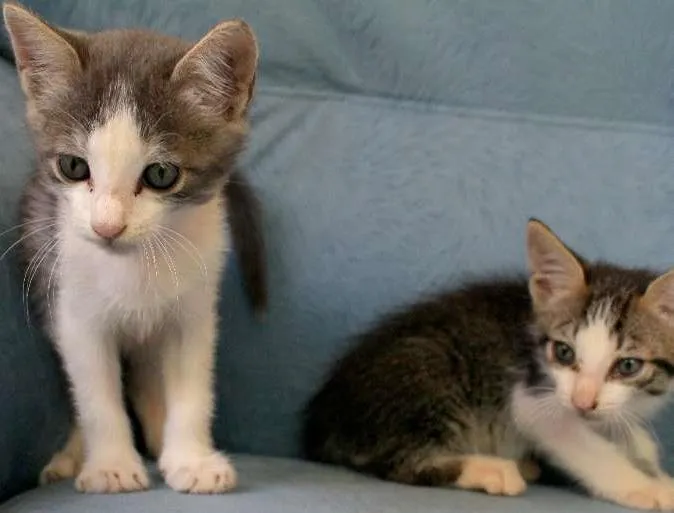 Gato ra a Desconhecido idade Abaixo de 2 meses nome Sem nome