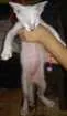 Gato raça  idade  nome vários 