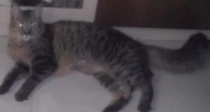 Gato raça SRD idade 3 anos nome megae e max