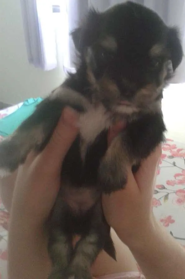 Cachorro ra a vira lata idade Abaixo de 2 meses nome Bina e filhotes