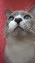 Chico