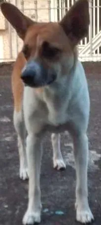 Gato raça Vira lata idade 1 ano nome Lily