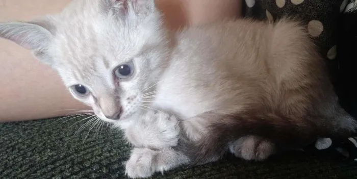 Gato ra a SRD idade 2 a 6 meses nome Linda