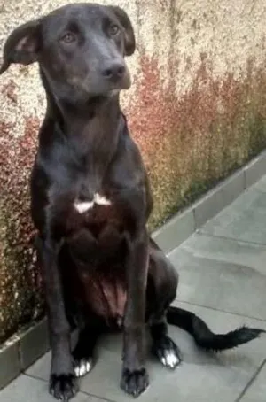 Cachorro raça SRD idade 7 a 11 meses nome lola