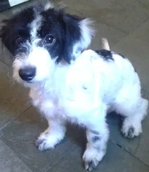 Cachorro raça Maltês idade 1 ano nome Kiara
