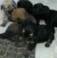 filhotinhos