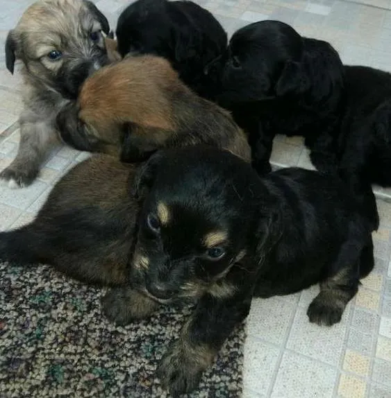 Cachorro ra a vira-lata idade  nome filhotinhos