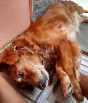 Cachorro raça golden  idade 6 ou mais anos nome snop