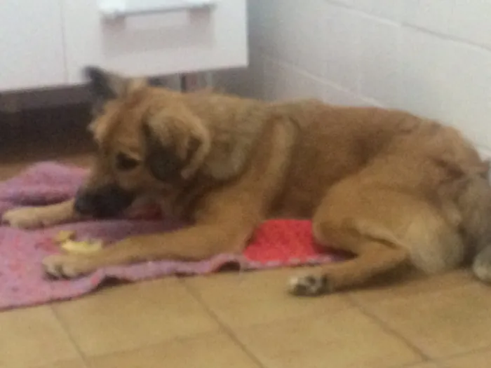 Cachorro ra a Nenhuma idade 7 a 11 meses nome Heitor