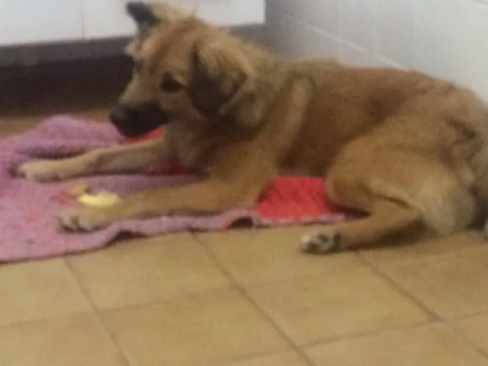 Cachorro ra a Nenhuma idade 7 a 11 meses nome Heitor