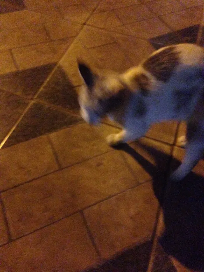 Gato raça  idade  nome Sem nome