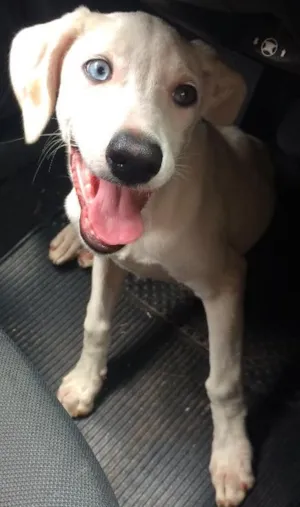 Cachorro raça Sem raça definida idade 2 a 6 meses nome Dara