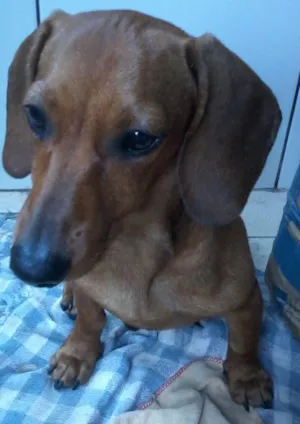 Cachorro raça cofap idade 1 ano nome nao sei