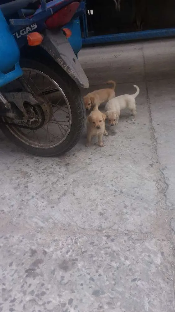 Cachorro raça Vira lata idade Abaixo de 2 meses nome Ainda sem nome