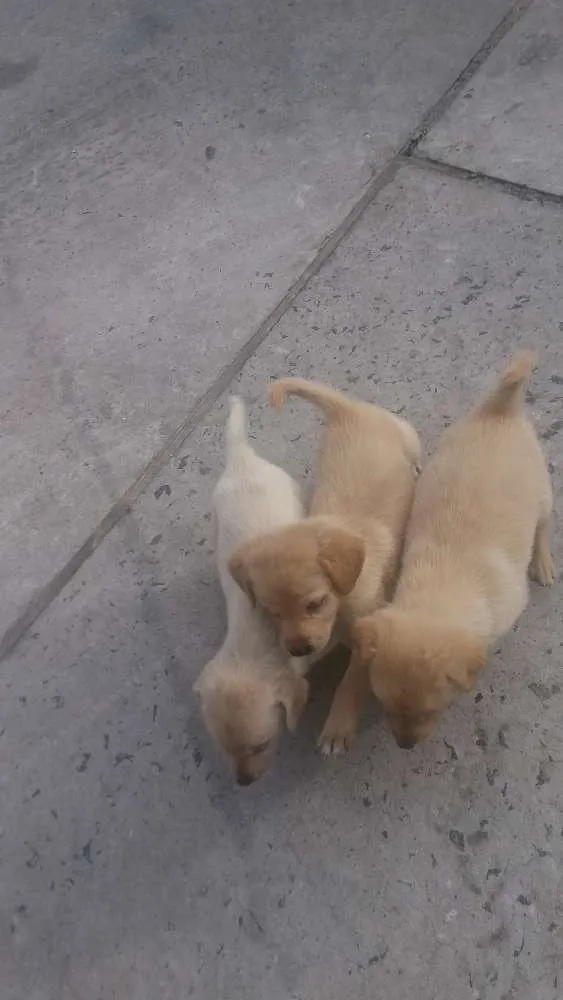 Cachorro raça Vira lata idade Abaixo de 2 meses nome Ainda sem nome